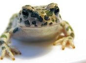 Нужно ли лечить бородавки?