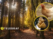 Гриб трутовик серно-желтый