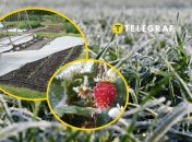 Заморозки у травні