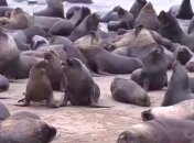 В Чили сотни морских львов заполонили пляжи (видео)