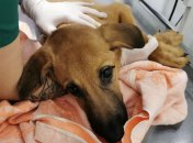 Врятоване цуценя