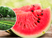 Как вырастить вкусный арбуз