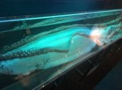 Расшифровали: ученым удалось изучить геном древнего гигантского кальмара