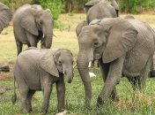 Самцы индийских слонов научились объединяться в "банды"