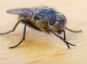 Ученые узнали, зачем мухи трут лапки
