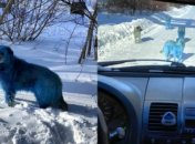 Скандал с синими собаками в России: названа причина необычного окраса