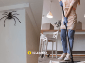 Как избавиться от пауков в доме