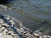 В Житомирской области выясняют причины массовой гибели рыбы