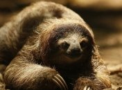 Семейная жизнь ленивцев