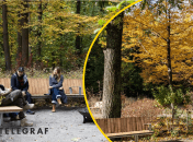 Терапевтический сад