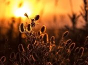 День летнего солнцестояния 2018: традиции и приметы