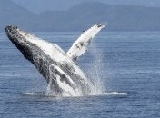 "Мы делаем все правильно": популяция китов восстанавливается