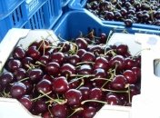 Фермеры Украины могут потерять до 90% урожая черешни