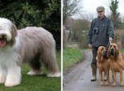 Британські породи собак