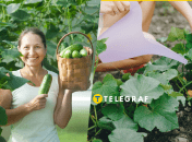 Уход за огурцами в августе