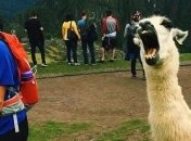 Ничего не предвещало беды: уморительные курьезы в зоопарках 