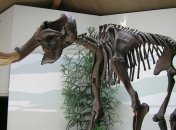 Мамонты выжили благодаря необычному гену