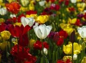 Тюльпаны требуют своевременного ухода и внимания