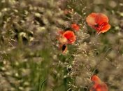 Митрофанов день: приметы и обряды на 17 июня