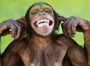 Ученые обнаружили неизвестный ранее вид человекоподобных обезьян