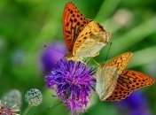 Занимательная биология: как бабочки регулируют температуру своих крыльев (Видео, Фото)