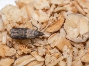 Пищевая моль способна уничтожить все запасы