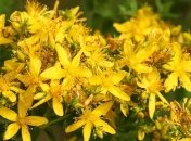 ТОП-6 трав для здоровья, которые стоит высушить летом