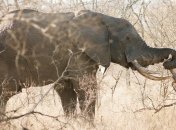 На юге Непала началась охота на слона-убийцу 