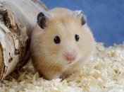 Школьницы сбежали из дома из-за хомяков