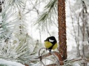 21 декабря. Приметы дня