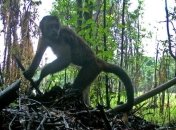 Ученые наблюдают странное поведение обезьян-капуцинов