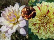 Как вырастить георгины из семян