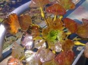 В Киевском водохранилище обнаружили растение-убийцу (Фото)