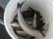 В Одесской области браконьеры выловили десятки тонн кефали 