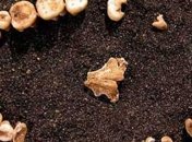 Как первобытные люди занимались профилактикой кариеса?