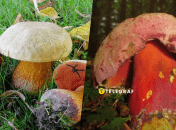 Сатанинский гриб – что известно