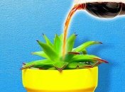 Кока-кола также используется в качестве инсектицида