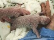 В Берлинском зоопарке впервые родились панды-двойняшки (Фото)