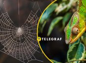 В Украине есть удивительные пауки, которые меняют цвет