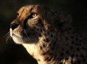 В Харьковском зоопарке появятся гепарды