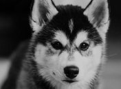 Живодер: В Запорожье разыскивают мужчину который повесил щенка Хаски