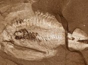 Ученые нашли окаменелости, в которых оказались останки древней нервной системы 