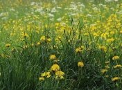 По-летнему жарко: понедельник в Украине будет теплым и солнечным