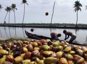 Врачи недооценивают кокосовое масло