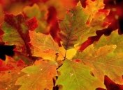 Погода на 3 октября: синоптики дали "дождливый" прогноз