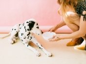 Стоит задуматься о смене миски для своего домашнего любимца