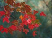 Яке свято 9 листопада: народні прикмети і заборони