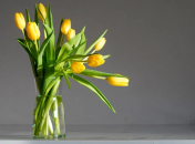 Тюльпаны