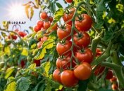 Підживіть розсаду та підготуйте ґрунт до посадки