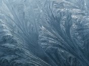 В Киеве состоится "Выставка цветов Снежной Королевы"